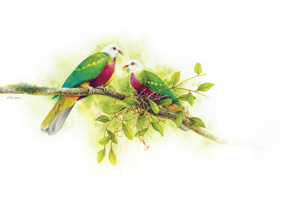 Tina Wilson - Summer calls: Wompoo fruit-dove